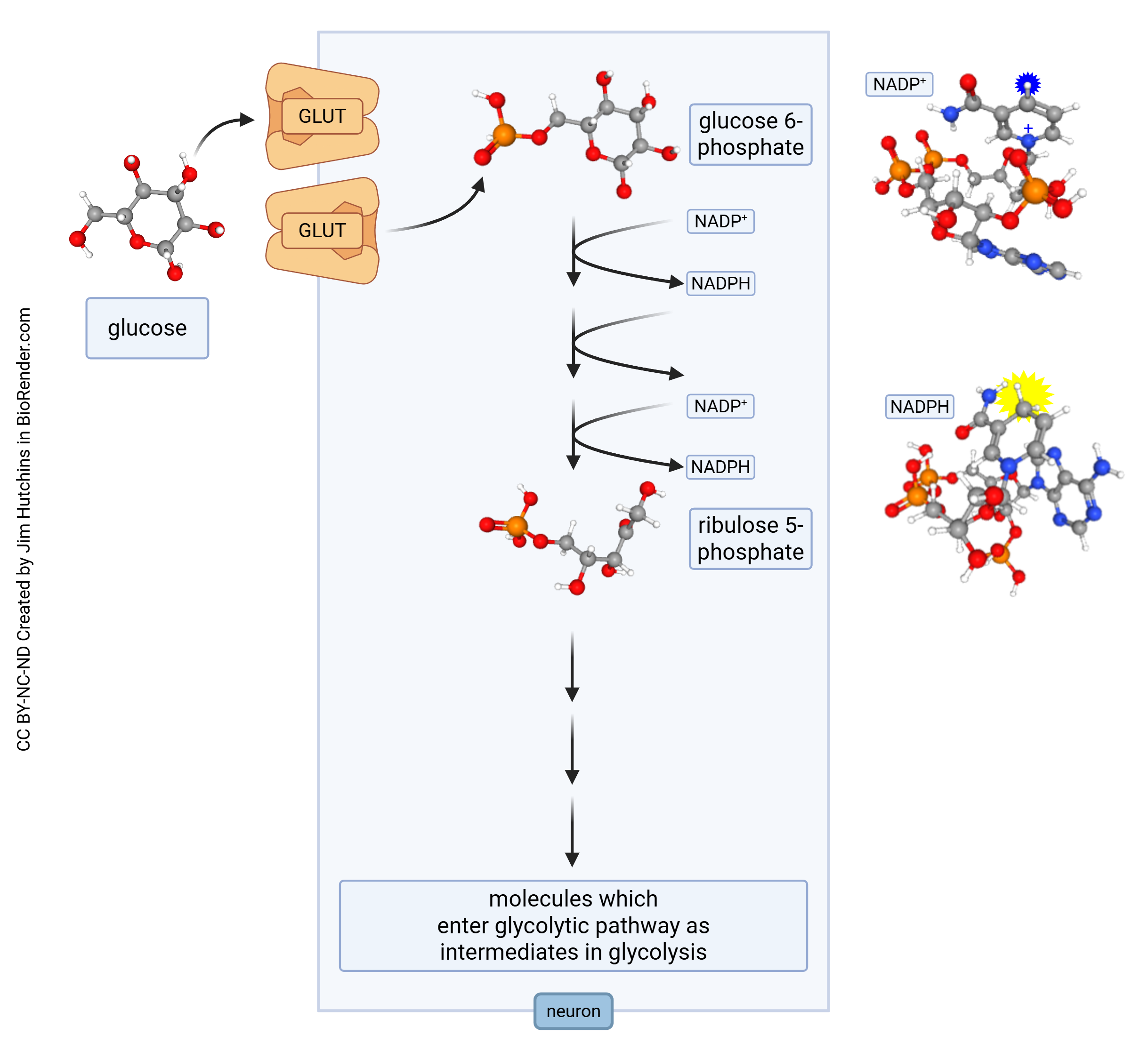 Diagram showing the pentose phosphate pathway in neurons.
