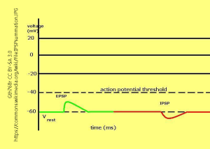 A diagram of excitatory and inhibitory postsynaptic potentials