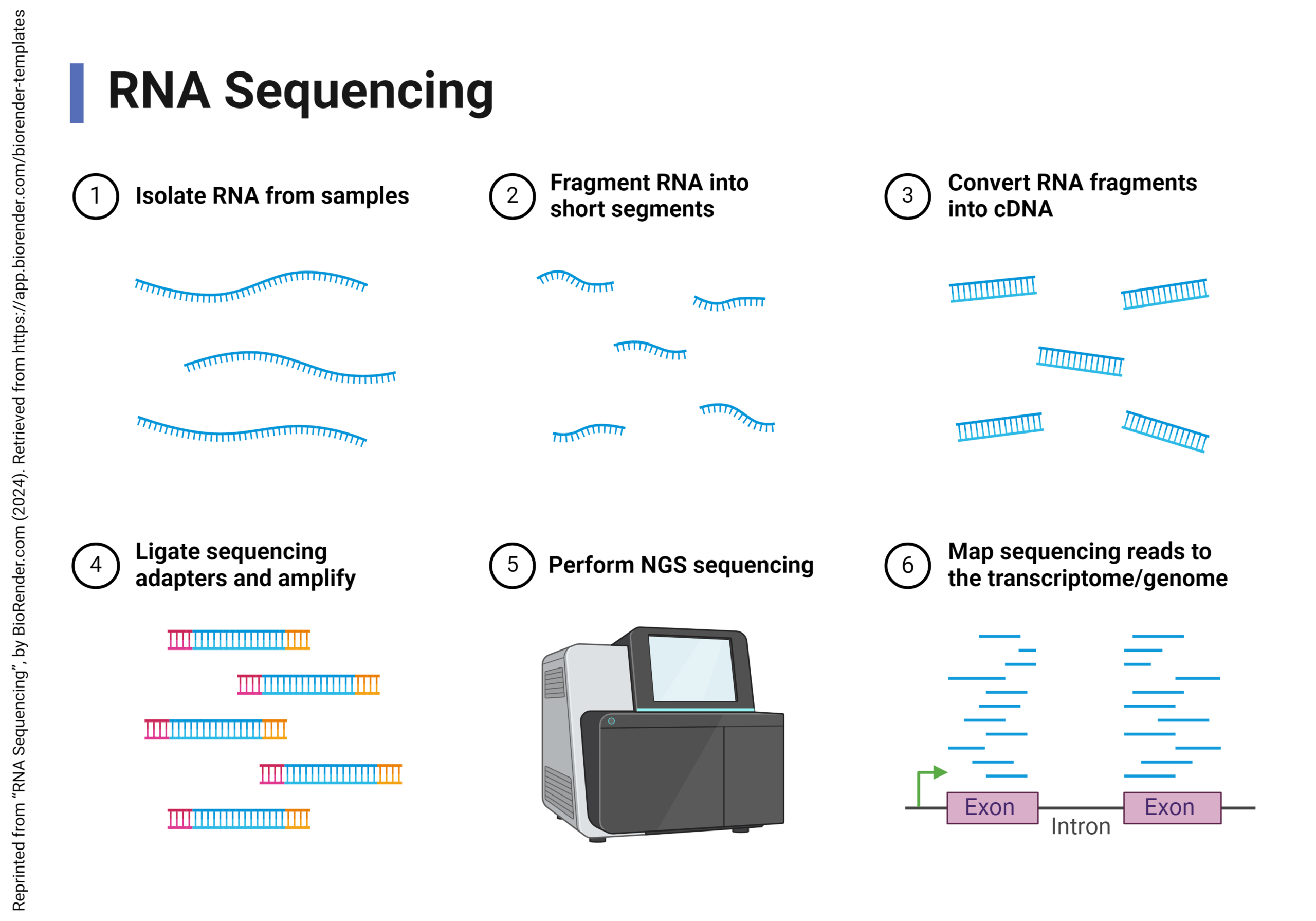 Diagram showing how RNA sequencing for transcriptome analysis is performed.