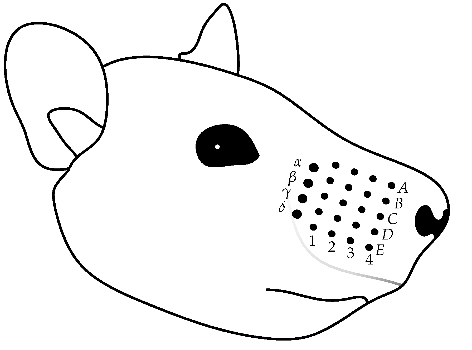 Diagram of the vibrissae (whiskers) on the rat snout.