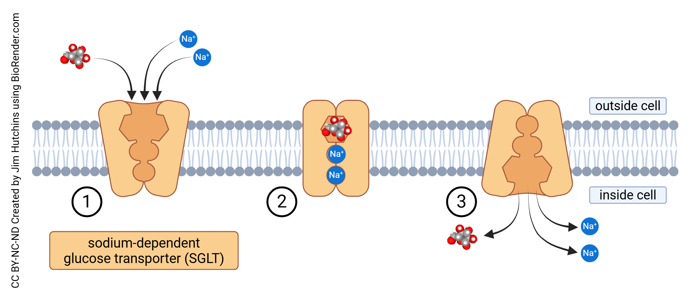 Diagram showing sodium-dependent glucose transport across the cell membrane.