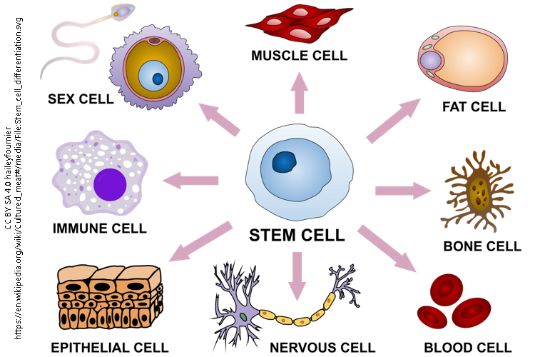 Diagram showing how a stem cell can become many other cell types.