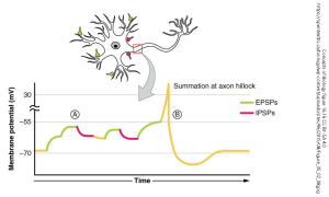 Diagram of multiple inputs summing together in a neuron