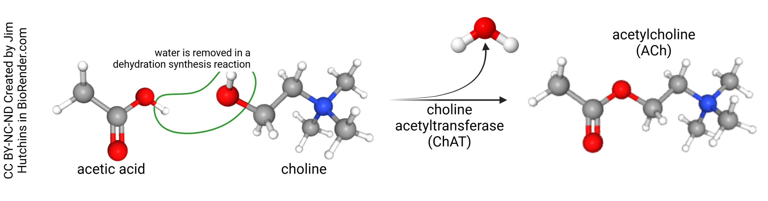 Diagram showing how acetylcholine is synthesized.