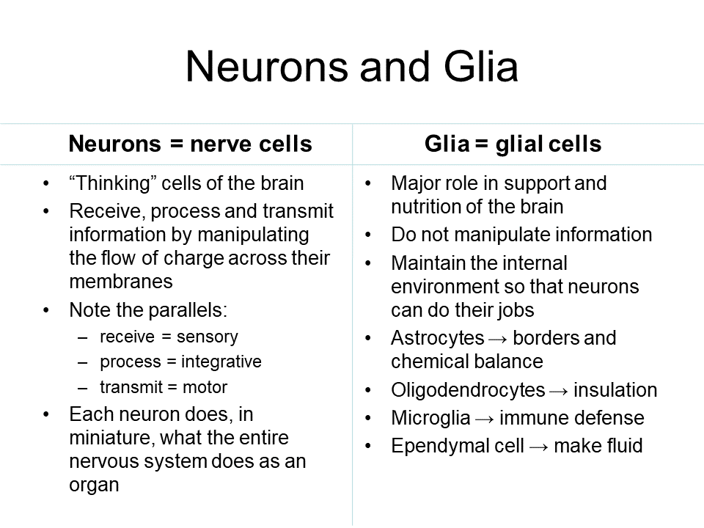 Table comparing neurons and glial cells