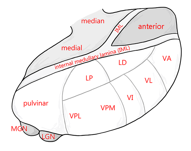 Diagram showing the location of nuclei which make up the thalamus.