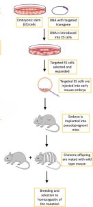 Image displays the process of creating a knockout mouse
