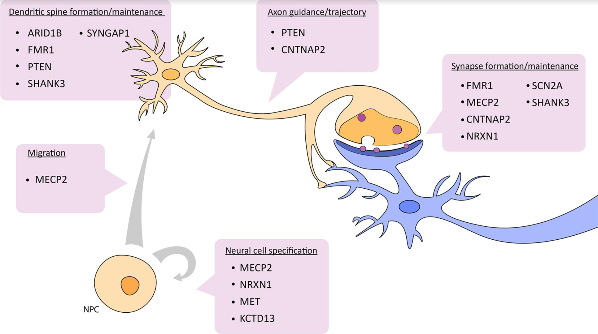 Diagram showing transcriptional control of genes involved in zebrafish models of autism.