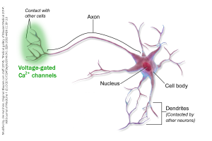 A diagram showing the distribution of voltage-gated calcium channels in a canonical neurons
